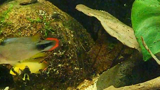Apistogramma Panduro com primeiros Alevinos. смотреть онлайн