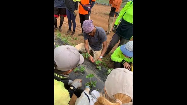 งานฟาร์มในออสเตรเลีย Ep.3 เมืองบันดาเบิร์ก: Strawberry, Zucchini, Tomato, Capsicum, Green bean {MP7 смотреть онлайн