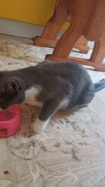 Маркиза кушает новый корм смотреть онлайн