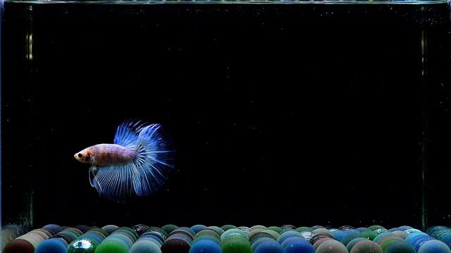 A29 Male Fancy White Neon Glow HM Premium Grade смотреть онлайн
