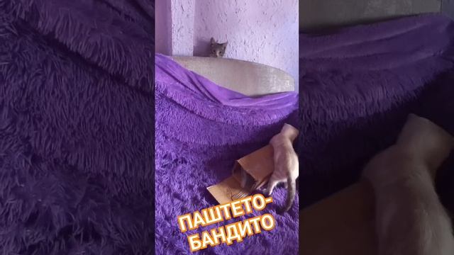 Паштет вошел в состав домашней ОПГэ 😂 смотреть онлайн