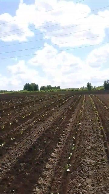 капуста сажалка 2024 смотреть онлайн