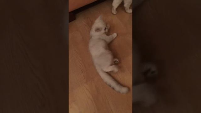 Котенок британец смотреть онлайн