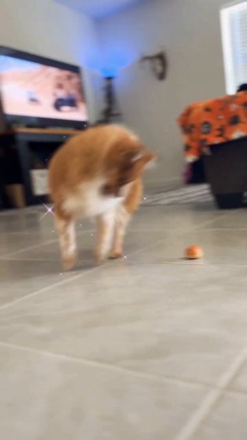 Watch My Dog DANCE‼️ #dancing #dog #dogvideos #shorts смотреть онлайн