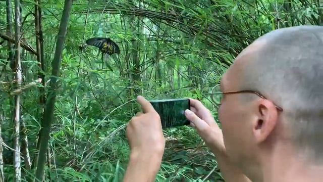 Golden Birdwing смотреть онлайн