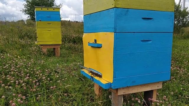 Работа пчел на пасеке смотреть онлайн