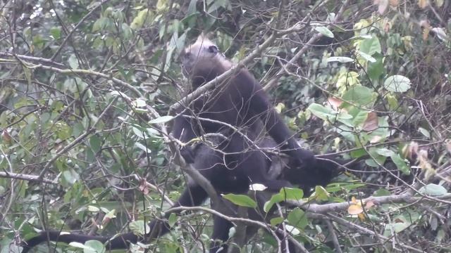 Cat Ba Langurs!!! Two of 53 Remaining in the Wild. Ugh. смотреть онлайн