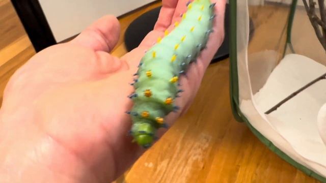 Hyalophora Cecropia caterpillars, final instar смотреть онлайн