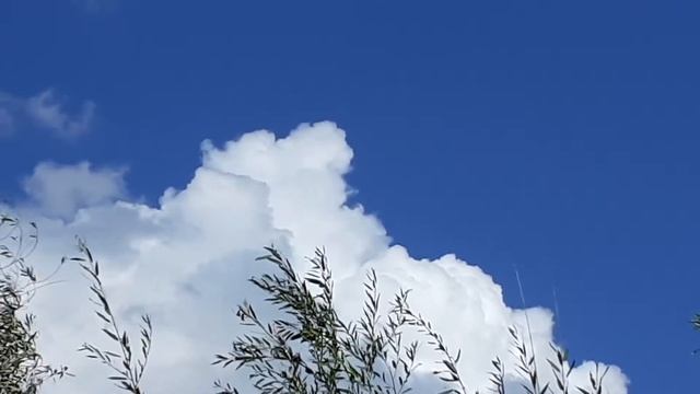 ветер в ивах смотреть онлайн