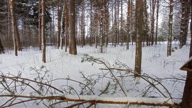 3 января в Сосновой роще смотреть онлайн