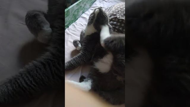 моему коту 2 года а если перевести на человеческий ему 14 лет смотреть онлайн