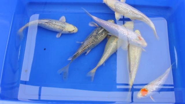 Гинрины смотреть онлайн