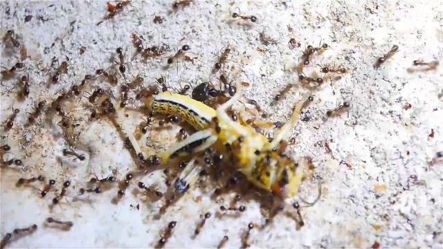 Pheidole sinica große Heuschrecke als Futter смотреть онлайн