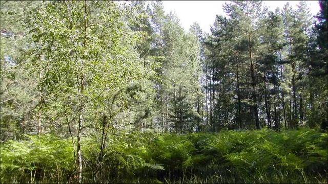 Иеромонах Роман. «Ах, как птицы поют! Так в неволе не спеть…» смотреть онлайн