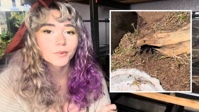 My 18 different Pet Tarantulas! (Husbandry, General Info, Feeding clips) смотреть онлайн