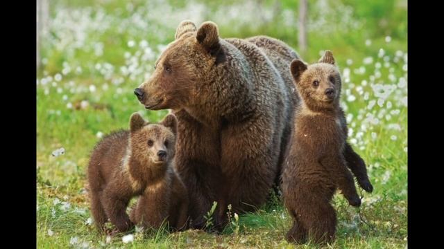 Чем питаются медведи? и не только смотреть онлайн