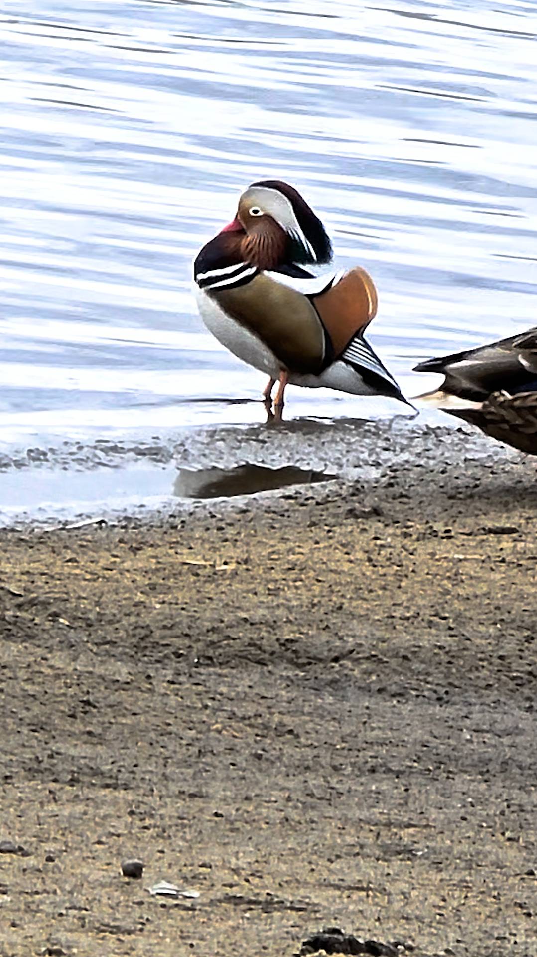 Мандарин в поисках своей Мандаринки