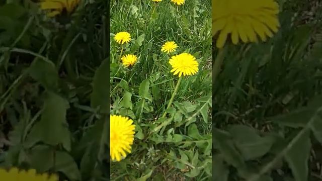 Желтые цветочки кульбабы смотреть онлайн