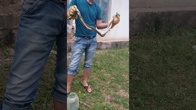 дома змейя смотреть онлайн