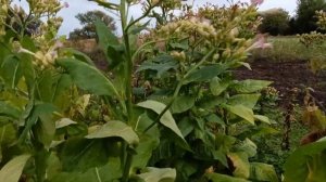 Сорт табака Burley Badisher