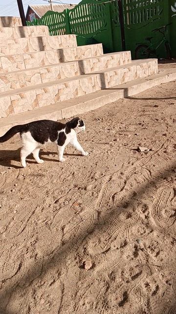 В мире котяток, продолжение в следующем ролике смотреть онлайн