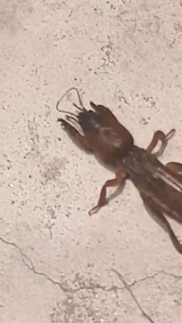 Neocurtilla hexadactyla, commonly known as the northern mole cricket #shorts #insects смотреть онлайн