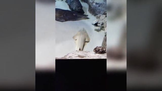 что крутого в Новосибирске 😁 ,,1 часть" смотреть онлайн