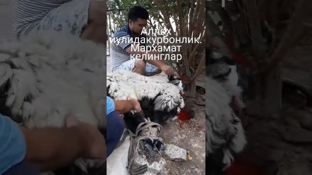 Курбонлик килиш тартиби смотреть онлайн
