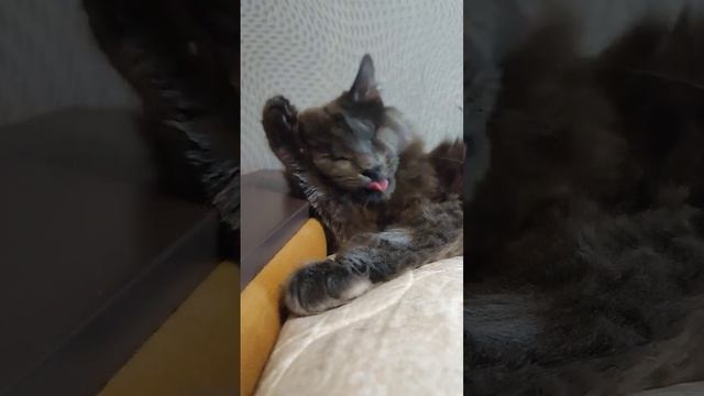 слепой котик умывается👅 смотреть онлайн