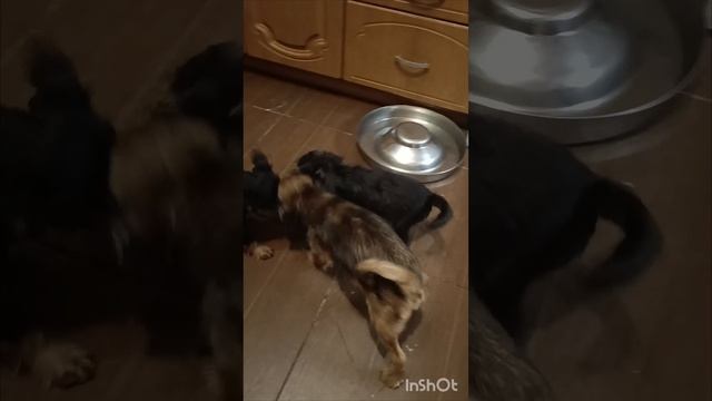 Питомник Dolche Vita Cane предлагает щенков Гриффинов и брабансона