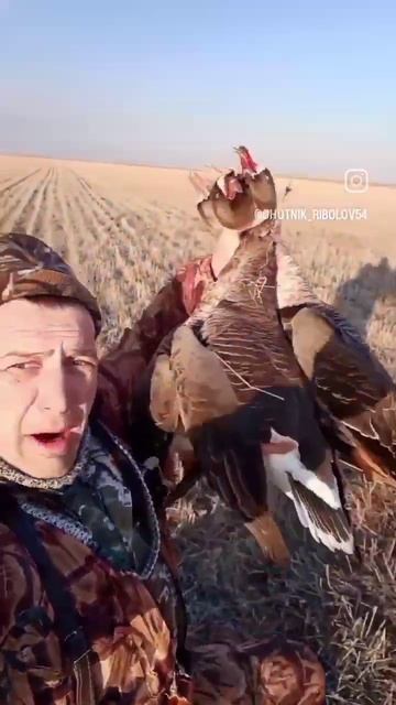 белолобый гусь смотреть онлайн