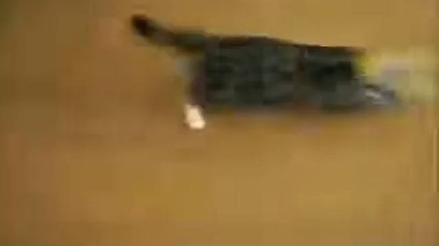 Смешные кошки 2014 часть 4 смотреть онлайн