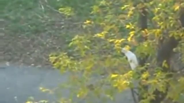 Приключения кошки на дереве / the cat's adventures in the tree смотреть онлайн