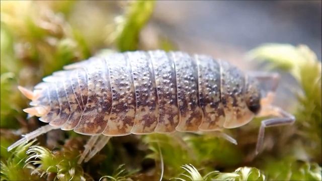 Ruwe pissebed/Common rough woodlouse (Porcellio scaber) смотреть онлайн