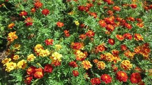 Когда сажать бархатцы бархотки семенами на рассаду