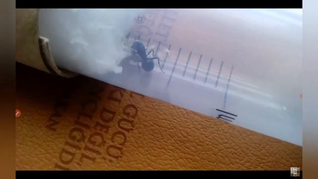 messor kraliçemin ilk işçisi çıktı !!!! birisi yolda (: смотреть онлайн