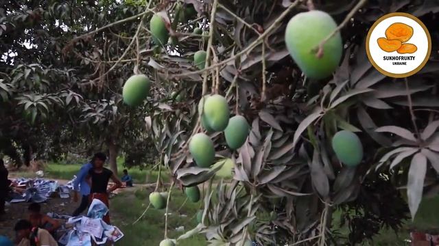 Манго Что Будет с Организмом Если Ежедневно Употреблять Манго смотреть онлайн