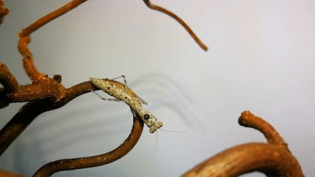 Tarachodes sp Uganda Opis warunków hodowli смотреть онлайн