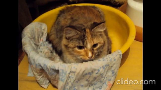 Кошка Подушка. Май 2011 года. смотреть онлайн