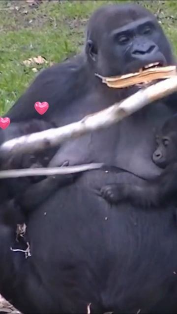 The great love of a gorilla mother for her children 💕🦍 Sensual video #shorts смотреть онлайн