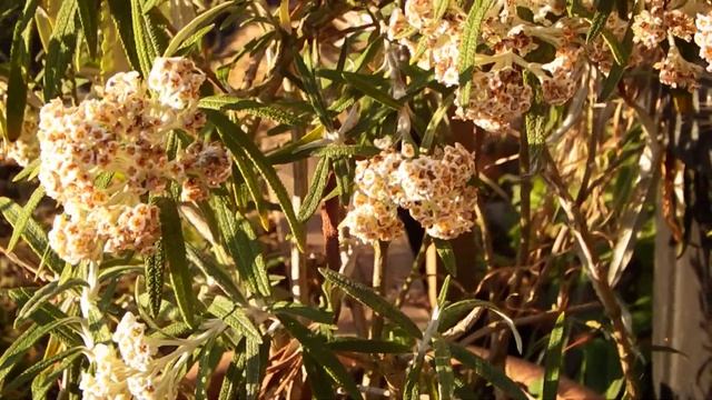Buddleia loricata смотреть онлайн
