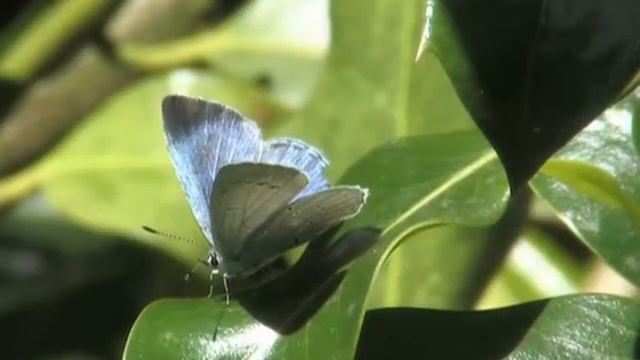 Holly Blue Butterfly смотреть онлайн