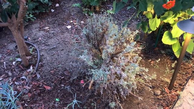 Lessons from the Lavender смотреть онлайн