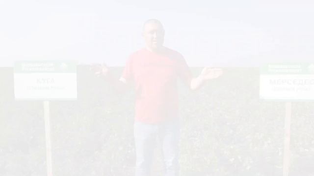 Озимий ріпак | Дніпропетровська обл | Криничанський р-н | 09.04.2020 | Avgust | NPZ | pole-online смотреть онлайн