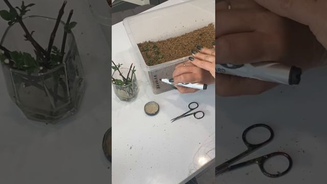 ✅ ЧЕРЕНКОВАНИЕ ГОРТЕНЗИИ МЕТЕЛЬЧАТОЙ, СРЕЗАННЫХ ВЕТОЧЕК В МАРТЕ‼️ смотреть онлайн