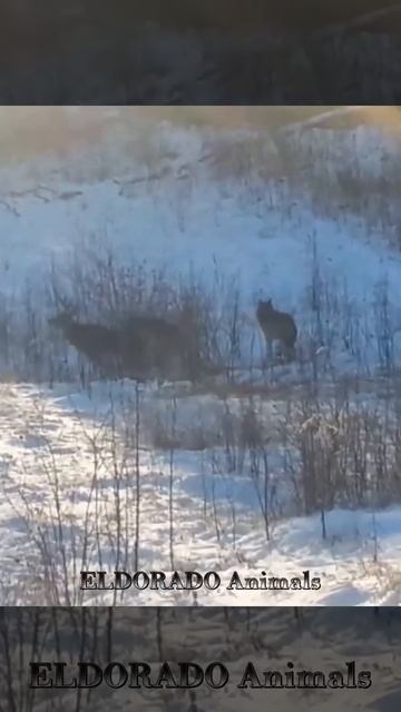 Он был практически обречён смотреть онлайн
