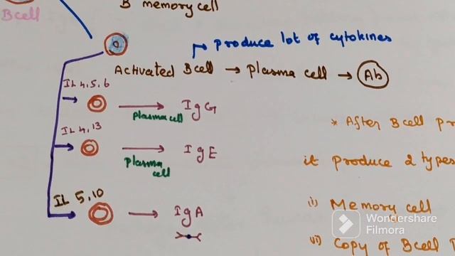 Immune response - Humoral and Cell mediated immune response смотреть онлайн