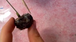 Глоксиния.  Реанимация клубня