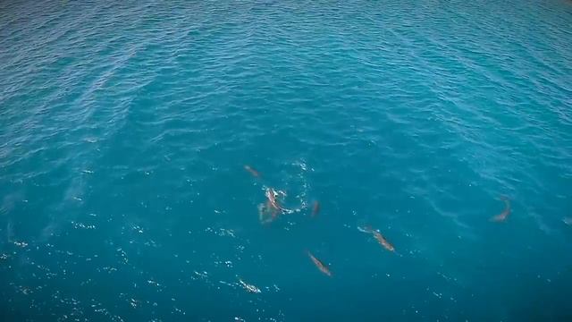 OVERWHELMING DIVES & INCREDIBLE SHARKMANIA смотреть онлайн