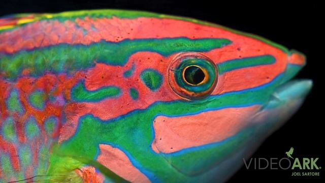 An ornate wrasse (Halichoeres ornatissimus) at SeaWorld in San Diego. смотреть онлайн